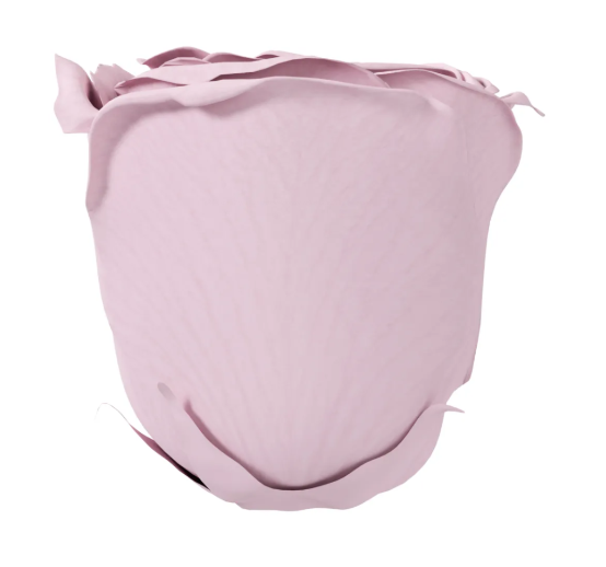 Pink Rose