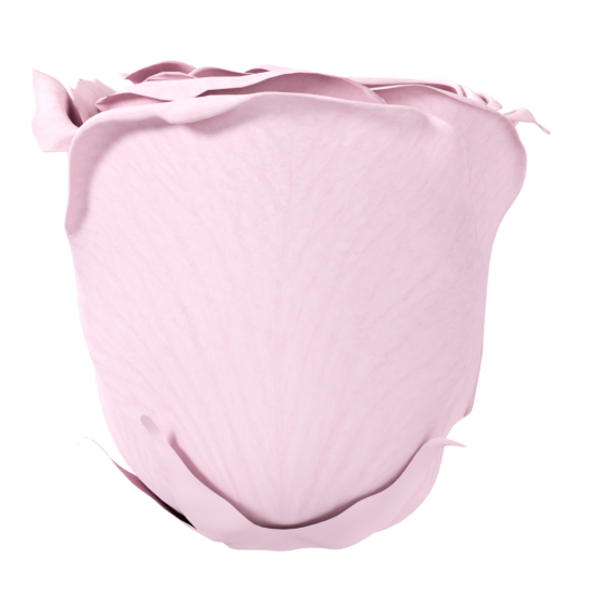 Pink Rose
